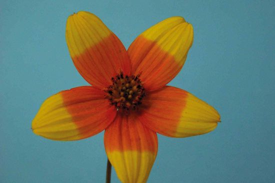 Mit Ammoniak behandelte Bidens-Blüte