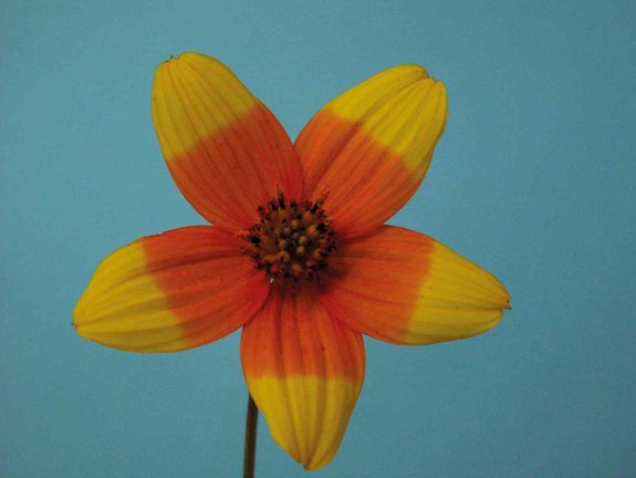 Mit Ammoniak behandelte Bidens-Blüte