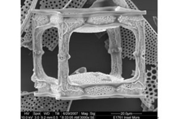 Rasterelektronenmikroskopische Aufnahme einer Kieselalge. Derartige biogene Silikatstrukturen zeigen komplexe Verbindungsstrukturen, und  dienen als Inspirationsquelle für Verbindungen in neuen  dreidimensionalen mikroelektromechanischen Systemen (MEMS).