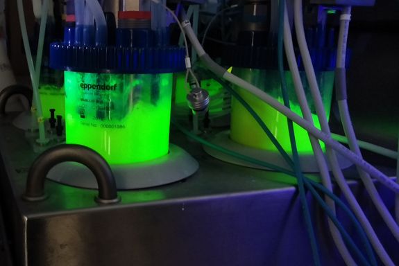 grünlich fluoreszierende Proben