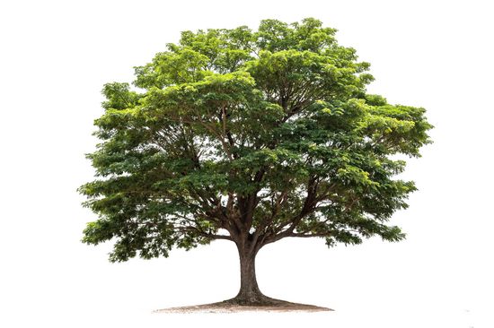 Ein Laubbaum mit breiter Krone, weißer Hintergrund