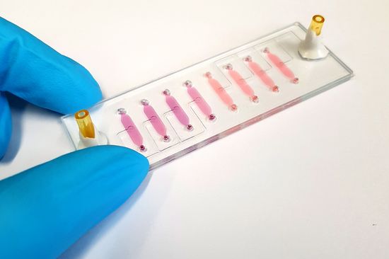 Ein Bio-Chip im Labor an der TU Wien