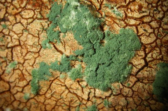 T. harzianum (Foto: Walter M. Jaklitsch)