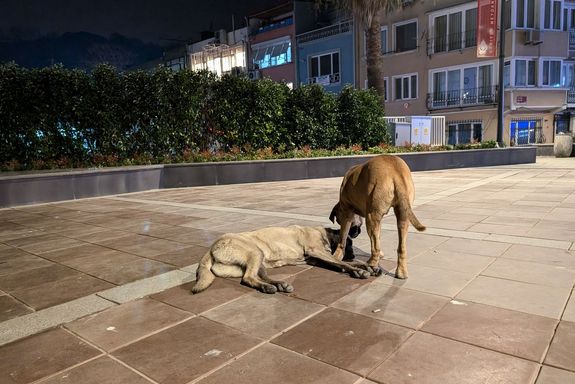 Straßenhunde