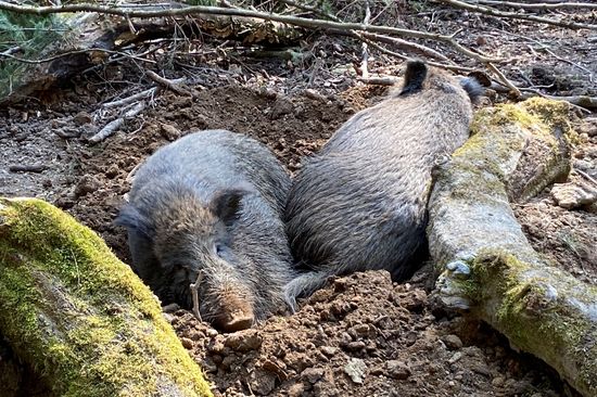 Zwei Wildschweine in einer Erdgrube