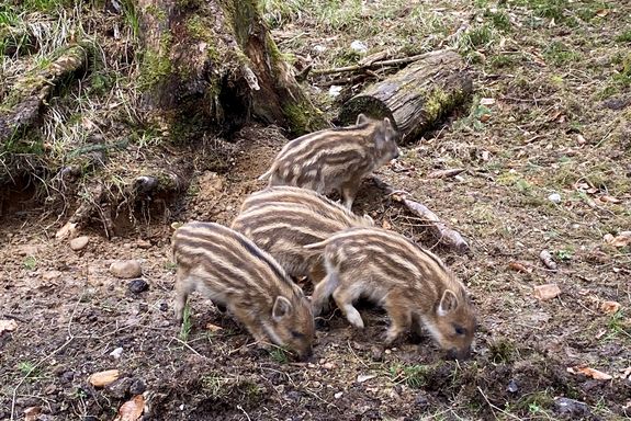 [Translate to English:] Frischlinge im Wald