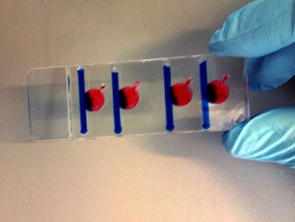 [Translate to English:] Der Biochip: Kleines Design mit großer Wirkung. In jeder der vier Kammern können unterschiedliche Wachstumsbedingungen, die großen Einfluss auf die Anzucht künstlicher Gefäße haben, erzeugt werden.