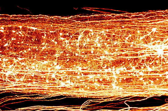 3D-Rekonstruktion eines Mäuserückenmarks