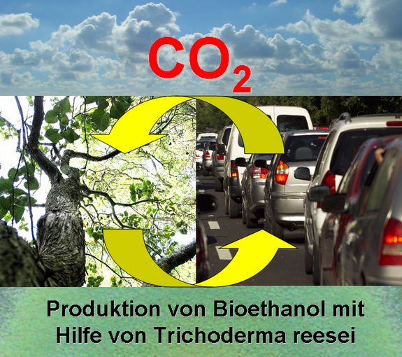 Produktion von Bioethanol mit Hilfe von Trichoderma reesei kann einen wesentlichen Beitrag zum Klimaschutz leisten Produktion von Bioethanol mit Hilfe von Trichoderma reesei kann einen wesentlichen Beitrag zum Klimaschutz leisten