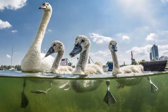 Gänsefamilie im Wasser