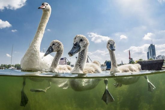 Goose family in water