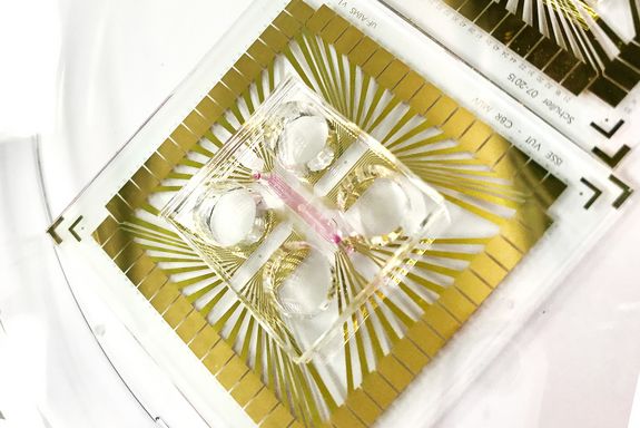 Ein sensor-integrierter mikrofluidischer Chip, mit einem Mittelhirn Organoid