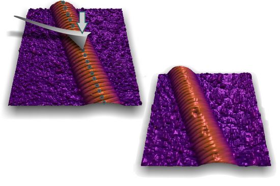 Mit einem Rasterkraftmikroskop werden die Proben untersucht.