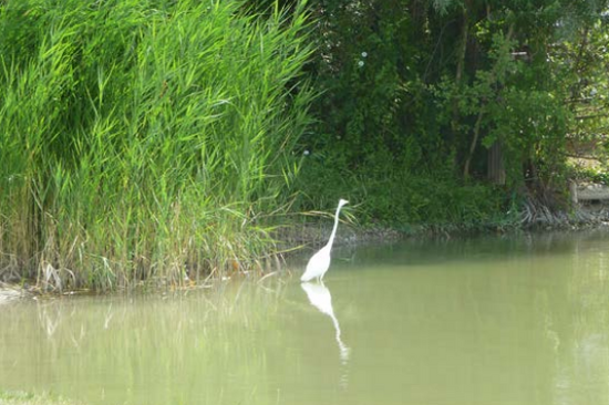 Heron on the reed bank of a calm water body with link to PDF "Source-specific Detection of Faecal Pollution"
