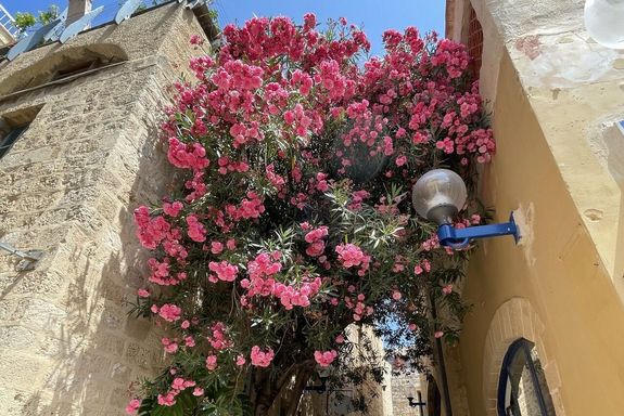 Jaffa old town