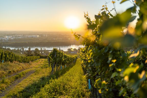 Sujetbild Weinwanderung
