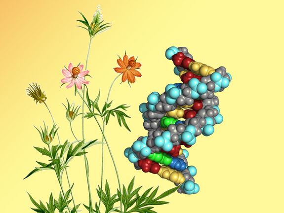 Gelbe Kosmeen: Die biochemischen Hintergründe der Blütenfarbe sind nun bekannt. Gelbe Kosmeen: Die biochemischen Hintergründe der Blütenfarbe sind nun bekannt.