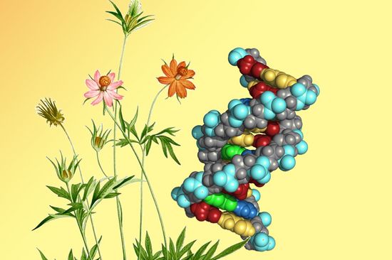 Gelbe Kosmeen: Die biochemischen Hintergründe der Blütenfarbe sind nun bekannt.