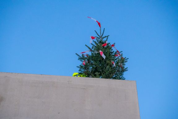 Der Richtbaum, ein kleiner Nadelbaum vor blauem Himmel. 