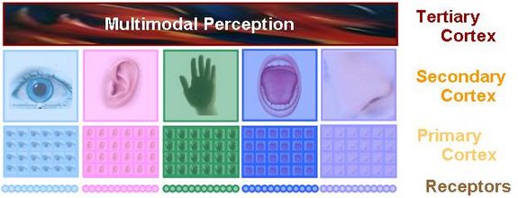 Modulare Hierarchische Organisation der menschlichen Wahrnehmung
