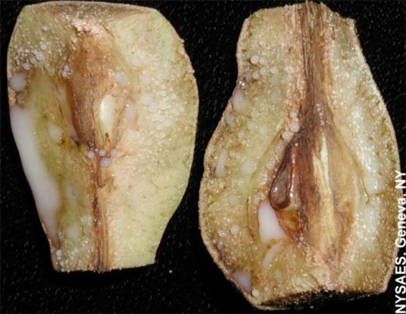 Abb. 4: Befall der Frucht