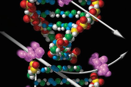 Aufgrund der hohen Ionisationsdichte kann kosmische Strahlung die Stränge der DNA aufbrechen und Gene schädigen. (Copyright NASA)