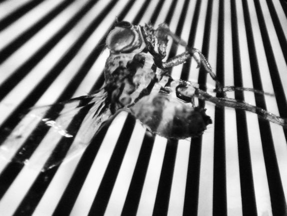 A "transparent" drosophila A "transparent" drosophila