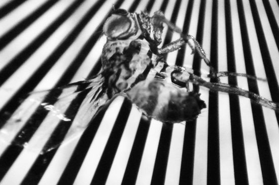 Eine "durchsichtige" Drosophila auf einem Siemens-Stern