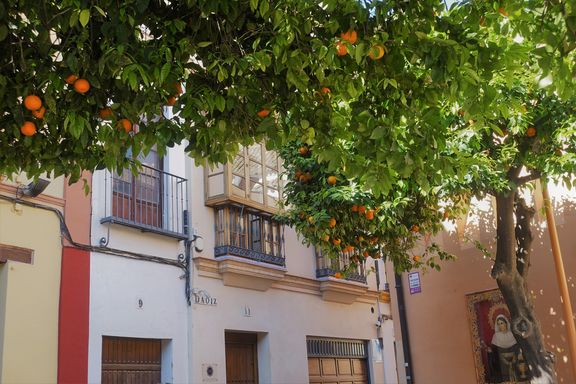 Orangenbaum vor einem Haus