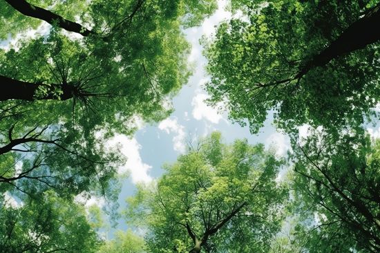 A Picture of some trees and the sky