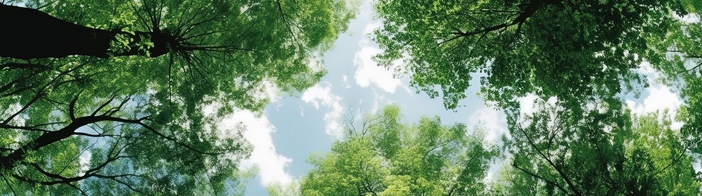 A picture of some trees and the sky