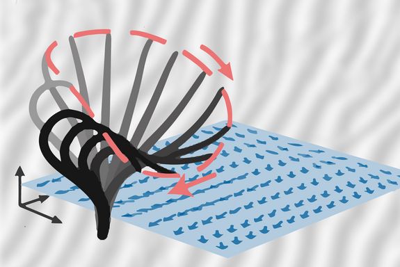 Tiny hairs on the outer wall of some cells can move in different directions, thereby influencing each other