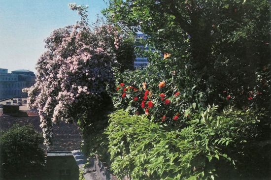 Blühende Sträucher in einem Dachgarten