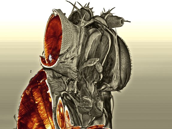 Blick ins Innere des Fliegenkopfes - in drei Dimensionen