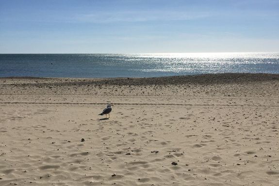 Vogel am Strand