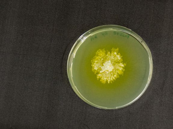 [Translate to English:] Schimmelpilz: Ein wichtiger Helfer für die Verfahrenstechnik