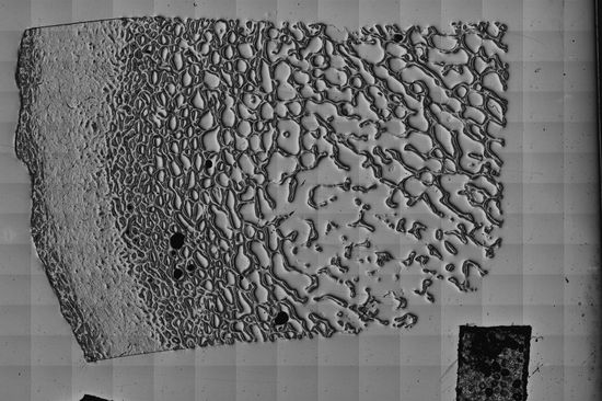 Geweih-Proben helfen, Osteoporose besser zu verstehen.