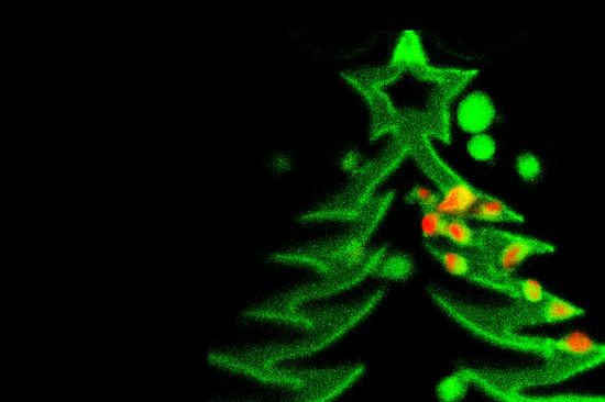 Dieser Weihnachtsbaum wurde von Aleksandr Ovsianikov (Institut für Werkstoffwissenschaft und Werkstofftechnologie) hergestellt. Laserstrahlen werden an gewünschten Punkten in einer Flüssigkeit fokussiert - genau an diesen Stellen härtet die Flüssigkeit zu einem Hydrogel aus. Die roten Kugeln sind lebende Zellen, die in die Struktur eingebettet wurden.