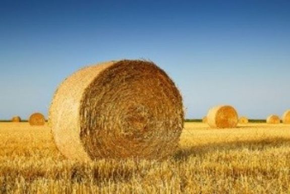 Sind Biomaterialien bald die Basis für Treibstoffe?