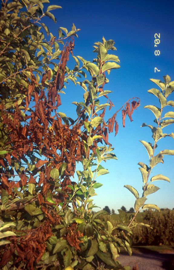 Abb. 2: Feuerbrand wird durch das Bakterium Erwinia amylovora verursacht.