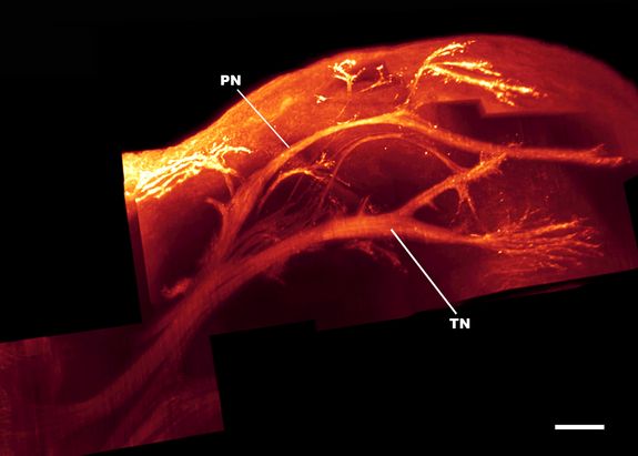 3D-Rekonstruktion der innervierenden Nerven in der linken unteren Extremität eines Mausembryos (PN: peroneal nerve, TN: tibial nerve, Scale 100 µm)