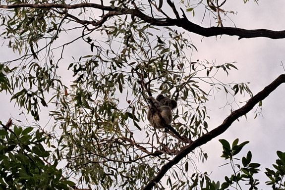 Koala auf einem Baum