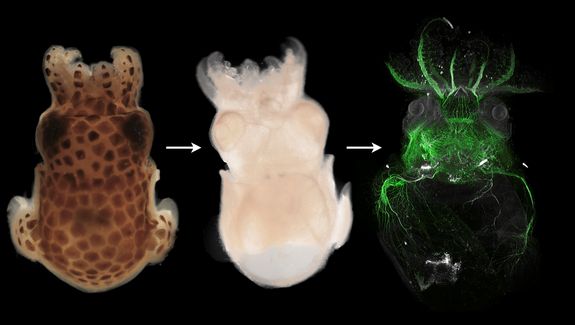 Depigmentierung, Klärung und Markierung - dargestellt an einem Tintenfisch-Präparat - bilden die Grundlage der neuen DEEP-Clear-Methode.