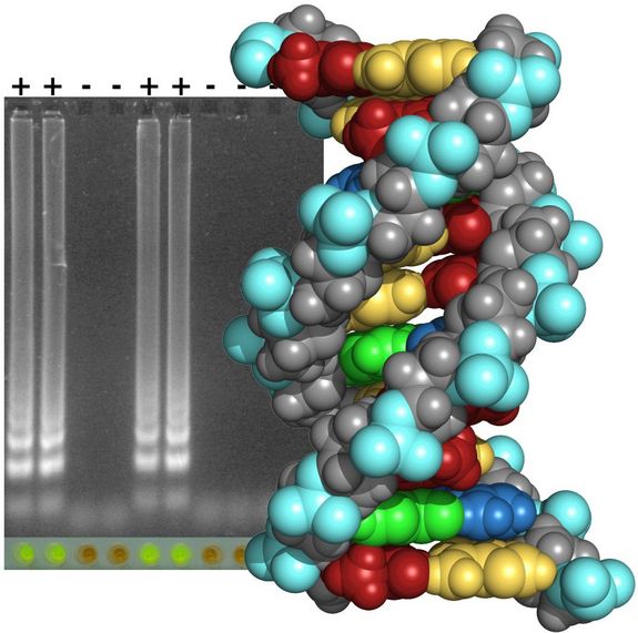 DNA-Sequenzen nachweisen mit einfachen Schnelltests