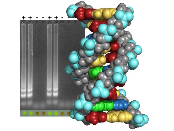 DNA-Sequenzen nachweisen mit einfachen Schnelltests