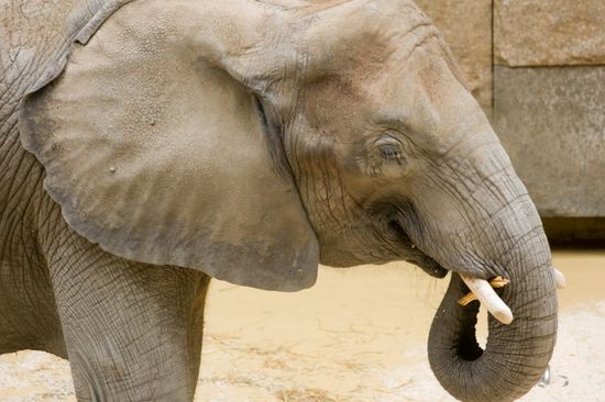 Elefanten haben ein vielfältiges Repertoire an Lauten. Computerprogramme sollen unser Verständnis davon nun verbessern.