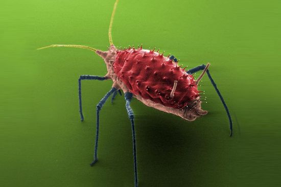 Eine Blattlaus - das für den Wettbewerb nominierte Foto