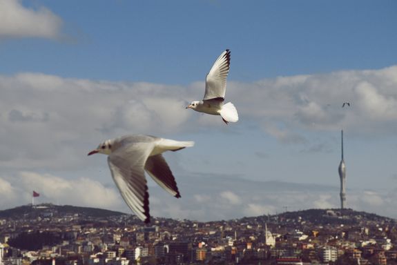 Vögel, Stadt