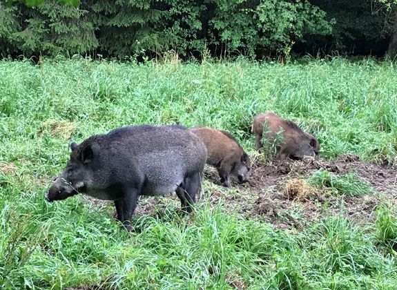 [Translate to English:] Sau mit Jungtieren 