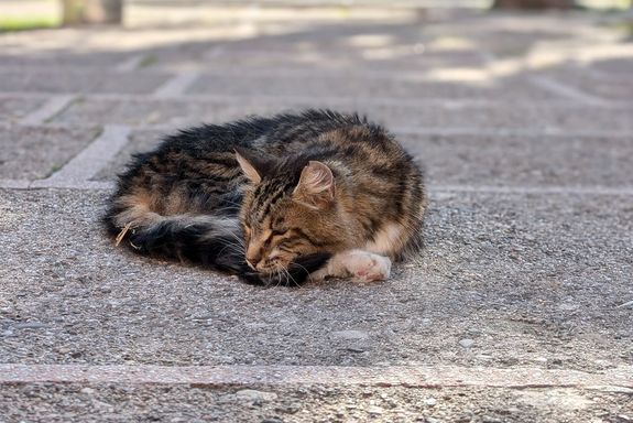 Katze